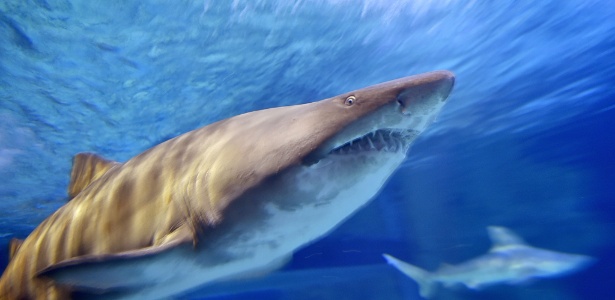 Tubarão é capaz de perceber animais mais fracos pelo campo elétrico